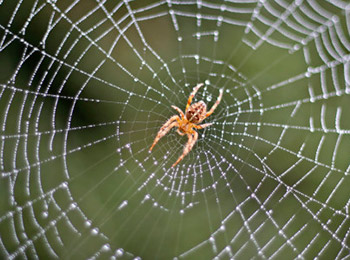 Spider in the middle of its web