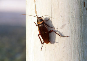 Cockroaches in Utah: Different types and how to get rid of ...