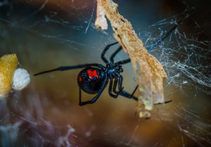 black widow spider spinning a web