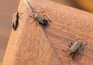 Three boxelder bugs sitting on a piece of wood