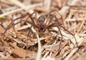 Brown recluse spider waiting for prey