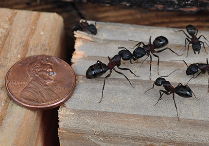 Carpenter ants next to a penny