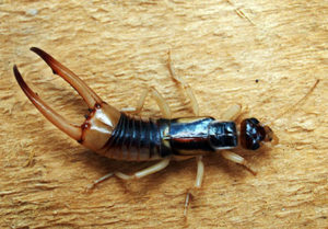 Earwig resting on a brown piece of wood
