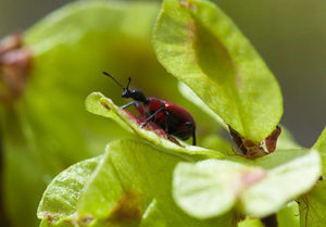 Elm Tree Bug on a green leaf