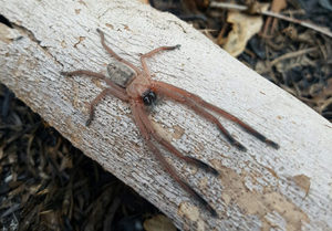 huntsman spider sitting still on a branch