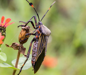 kissing bug on a flower