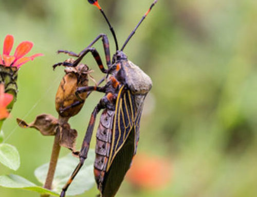 Bugs in Utah: 25 Most Common Bugs and Where to Find Them