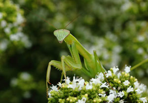 A single Praying Mantis resting on a flower