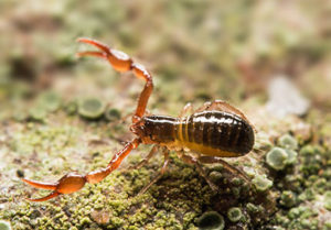 Pseudoscorpion - small in stature with a flat, pear-shaped body