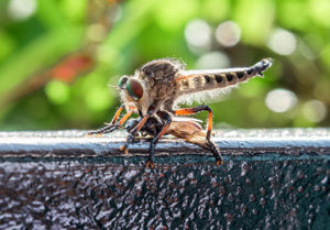 Robber fly eating another bug