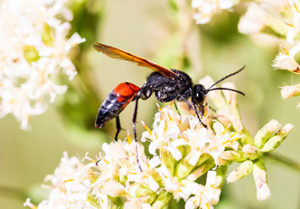 waisted wasp landing on a flower