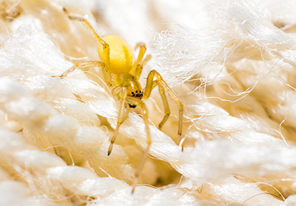 Yellow sac spider wondering in a bundle of rope