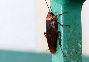 cockroach waiting on hand railing