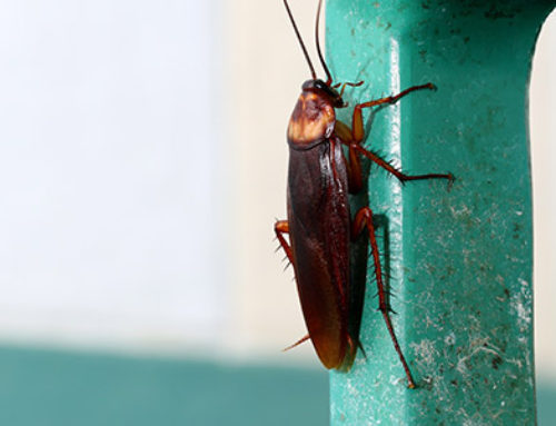 Cockroaches in Utah: Different types and how to get rid of them
