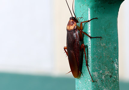 Cockroaches in Utah: Different types and how to get rid of ...