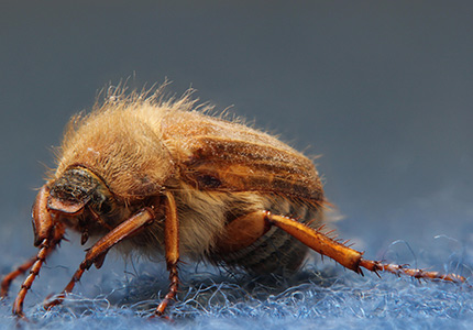 Carpet Beetles, Utah's most common pest
