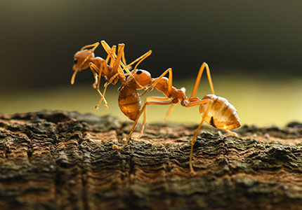 Two field ants fighting on a log