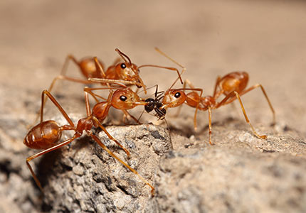 Three red ants fighting over a piece of food