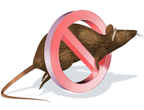Utah Mice Control | Ways Mice Get Inside Your Home & How To Get Rid Of Them