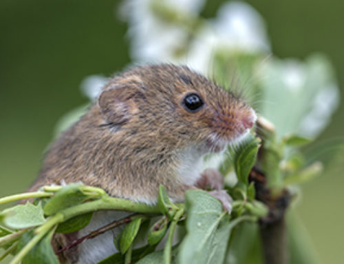 5 Most Common Mice In Utah