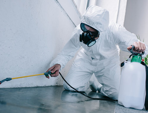 Is Pest Control Safe? Guide To Pest Control Safety