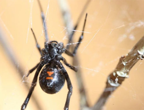 Which Utah spiders to be worried about, and which ones not to fear