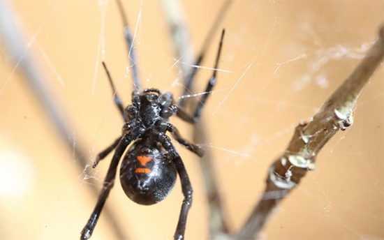 prevent black widow spiders
