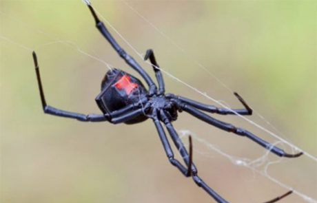 How to Prevent Black Widow Spider Infestation in Utah this Fall - Utah ...