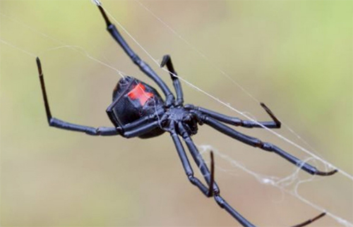 what black widow spiders look like